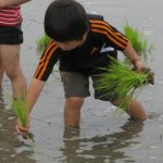 米作りの会2016～田植え＆稲刈り・参加者募集♬