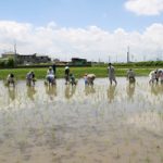 米作り2013「田植え・稲刈り」の募集